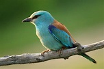 Blauracke Foto & Bild | tiere, wildlife, natur Bilder auf fotocommunity