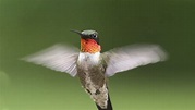 Hummingbirds: 19 things to know
