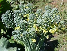 Brassica oleracea var. italica - Изображение особи - Плантариум