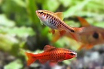 Cherry Barb: Diet | Breeding | Lifespan | Size | Care Guide ...