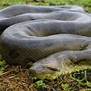 Green Anaconda | National Geographic