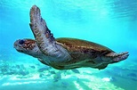 What Animals Live in the Atlantic Ocean? - WorldAtlas.com