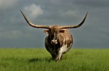 DNA proves Texas longhorns descend from Columbus' cattle