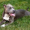 American pitbull terrier traits - harewlessons