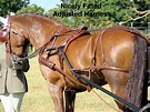 Horse drawn carriage driving harness advice and measurement form ...