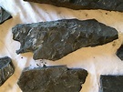 Fern Fossils Discovery in Centralia, Pennsylvania - American Geode