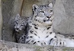 Animales en peligro de extinción: el leopardo de las nieves
