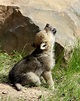 Minnesota | Wolf Cub in Conversation