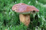 Essbare Pilze - die bekanntesten Waldpilze - Gartenlexikon.de