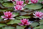 Water Lilies Are the Gorgeous Aquatic Blooms Anyone Can Grow | Southern ...