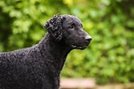 Curly-Coated Retriever: Dog Breed Characteristics & Care