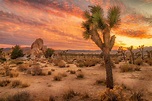 Fotos von Kalifornien USA Joshua Tree National Park Natur