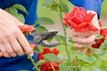 Potatura rose, come e perché è bene prendersi cura del proprio giardino