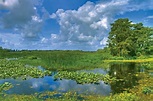 Everglades - Wetland, Flora, Fauna | Britannica