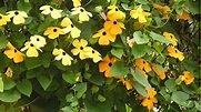 15 of Our Favorite Summer Flowering Vines and Climbers