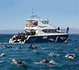 Dolphin Encounter - Swim with or watch Kaikoura's Dusky Dolphins | See ...