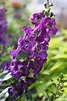 Purple Snapdragon | Upstate Flower Market