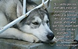 "El cariño por los animales está tan estrechamente unido a la bondad ...