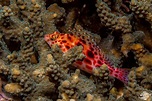 Spotted Hawkfish-Facts-Photographs - Seaunseen