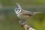 Haubenmeise Foto & Bild | natur, vögel, wildlife Bilder auf fotocommunity