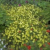 Coreopsis, Moonbeam (Tickseed) - TheTreeFarm.com