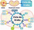 El Ciclo De Krebs Ciclo Del Acido Citrico Bioquimica Prueba Images