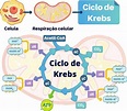 Ciclo de Krebs: o que é, função, etapas, equação - Biologia Net
