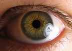 Pupil - wikidoc