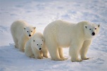 Les ours polaires rassemblés à Churchill, dernière ville sur la route ...