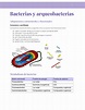 Bacterias y arqueobacterias - Bacterias y arqueobacterias Adaptaciones ...