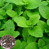 1000pcs Mentha Viridis Seeds Mint Spearmint Spicata Peppermint - US$1. ...