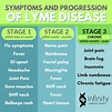 Symptoms and Stages of Lyme Disease | Infinity Wellness Center