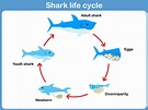Shark Life Cycle - KidsPressMagazine.com