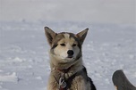 Green Dog Svalbard (Spitsbergen) - 2019 All You Need to Know BEFORE You ...