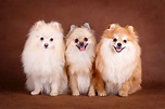 Las curiosidades de la raza pequeña de perros pomerania - Pomeranian