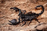 Emperor Scorpion | Animals, Zoology, Scorpion