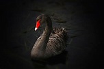 Black swan genome could be our secret weapon to combat next pandemic ...