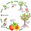 Biology: How Plants Grow: Level 1 activity for kids | PrimaryLeap.co.uk