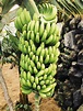 Organically grown banana (Musa paradisiaca) in a plantation, Puerto de ...