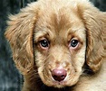 Puppy Sad Animals | Best Wallpaper Background
