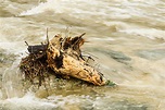 Driftwood In The Raging River Stock Photo - Download Image Now ...