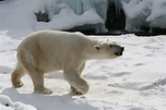 File:Polar Bear - Buffalo Zoo.jpg - Wikimedia Commons