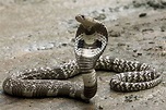 Serpiente cobra real - Ophiophagus hannah: Hábitat, caracteristicas y más