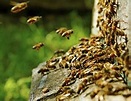 Die Bienenfabel - Werk und Analyse