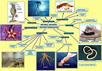 BIOLOGÍA NOVENO COLEGIO AGUSTÍN FERNÁNDEZ : REINO ANIMAL - INVERTEBRADOS