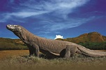 Habitat of Komodo Dragon: Facts about Komodo Island in Indonesia