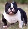 What is an Exotic Bully | Exotic Pocket American bully - Extreme ...