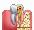 The Anatomy and Structure of a Tooth - Tuxedo Dental Group