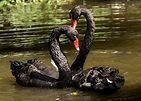 Black Swans Pictures, Photos, and Images for Facebook, Tumblr ...