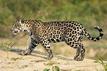 Why Are Jaguars Endangered Animals? | Sciencing